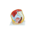 Modelo Pelvis Femenina Seccionada. Modelo CVQ7034