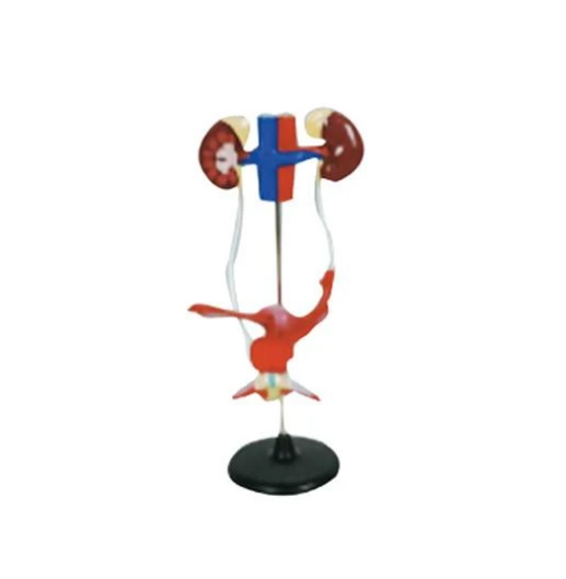 Modelo Sistema Urogenital Femenino. Modelo CVQ7052