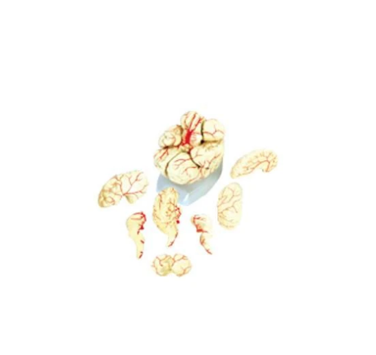 Modelo Cerebro Gigante con Arterias. Modelo CVQ7008