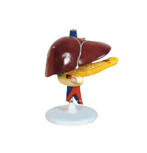 Modelo Hígado con Páncreas. Modelo CVQ7042