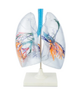 Modelo Pulmones Transparentes. Modelo CVQ7048