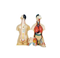 Modelo Torso Humano Bisexual 24 piezas. Modelo CVQ7038