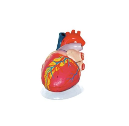 Modelo Corazón Gigante. Modelo CVQ7011