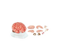 Modelo Cerebro Rosa con Arterias. Modelo CVQ7007