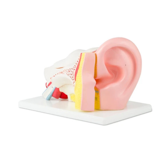 Modelo Oído Gigante. Modelo CVQ7030