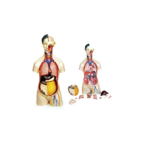 Torso Humano Anatómico Asexual 14 piezas. Modelo CVQ7039