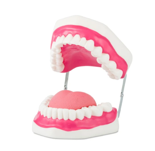 Modelo Dentadura Gigante Flexible. Modelo CVQ7013